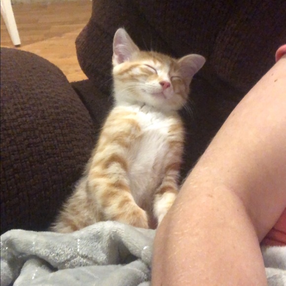 Meet your Posher, Chelsea - Picture 2 of 4